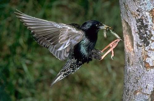 European starling (Sturnus vulgaris)  by CaliforniaDFW is licensed under CC BY 2.0